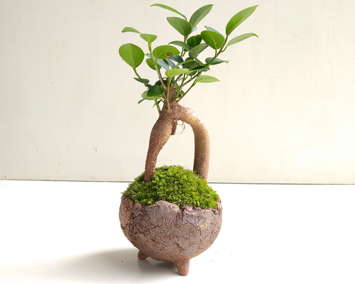 ガジュマルの盆栽 その他インテリア雑貨 moss green ikkei 通販