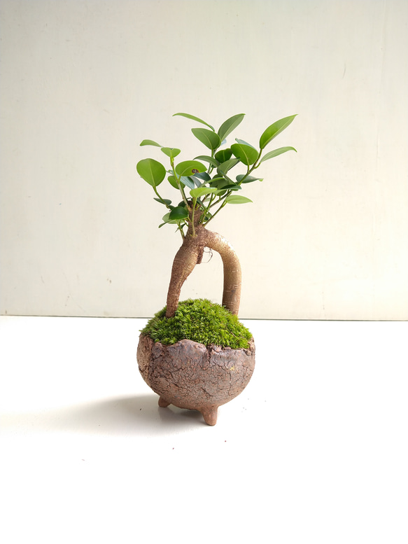 ガジュマルの盆栽 その他インテリア雑貨 moss green ikkei 通販