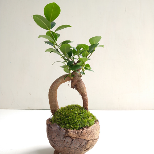 ガジュマルの盆栽 その他インテリア雑貨 moss green ikkei 通販