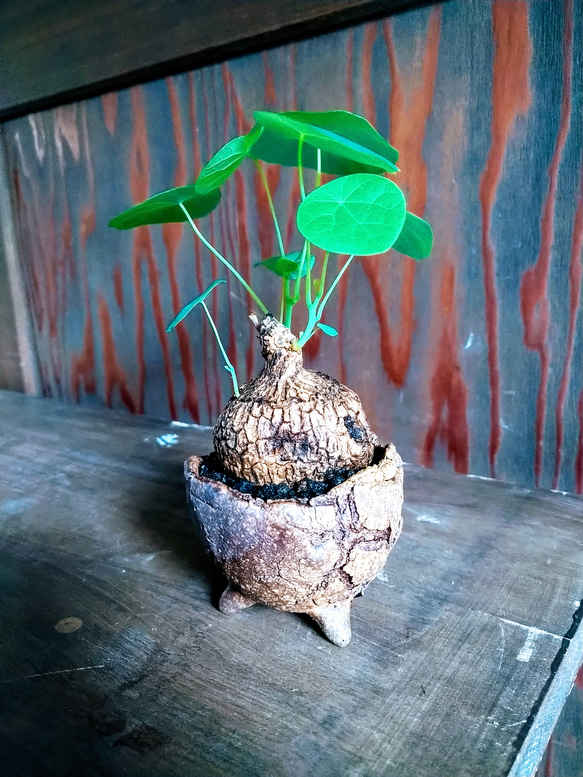 ステファニア　ベノーサ　塊根植物 1枚目の画像