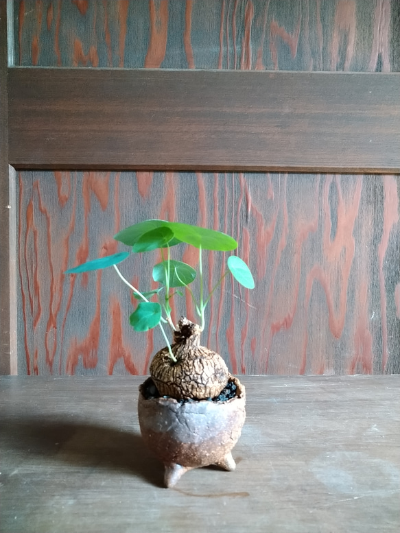ステファニア　ベノーサ　塊根植物 2枚目の画像