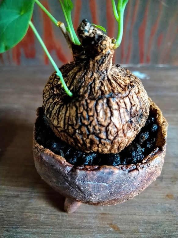 ステファニア　ベノーサ　塊根植物 4枚目の画像