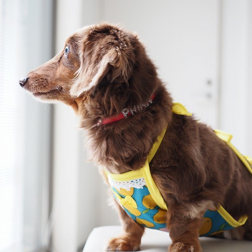 犬服 ダックスちゃんの昭和レトロなお散歩エプロン グレープフルーツ