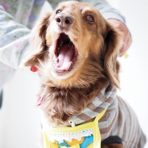 犬服 ダックスちゃんの昭和レトロなお散歩エプロン