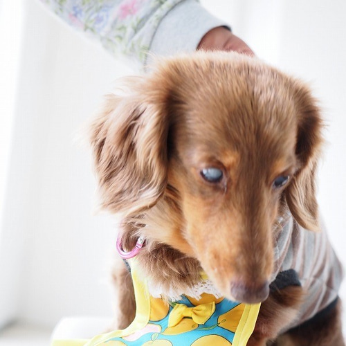 犬服 ダックスちゃんの昭和レトロなお散歩エプロン