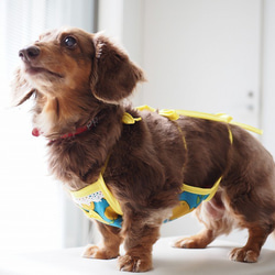 犬服　ダックスちゃんの昭和レトロなお散歩エプロン　グレープフルーツ　女の子用 7枚目の画像