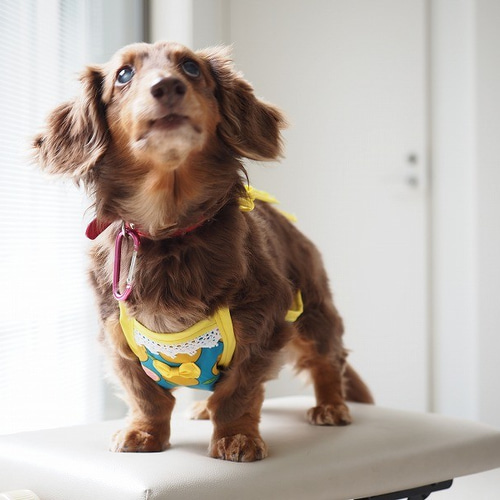 犬服 ダックスちゃんの昭和レトロなお散歩エプロン