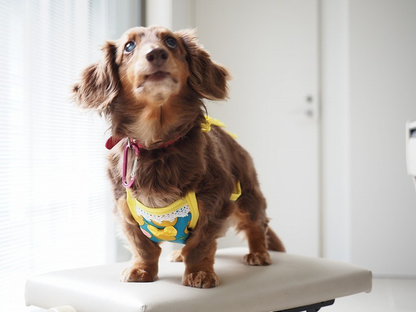 犬服　ダックスちゃんの昭和レトロなお散歩エプロン　グレープフルーツ　女の子用 8枚目の画像