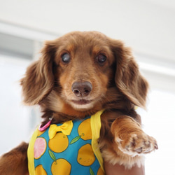 犬服　ダックスちゃんの昭和レトロなお散歩エプロン　グレープフルーツ　女の子用 10枚目の画像