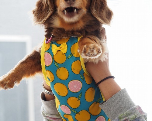 【新品未使用】キャスキッドソン エプロン ダックスフンド 犬 シーリハムテリア 新品未使用】キャスキッドソン エプロン ダックスフンド 犬