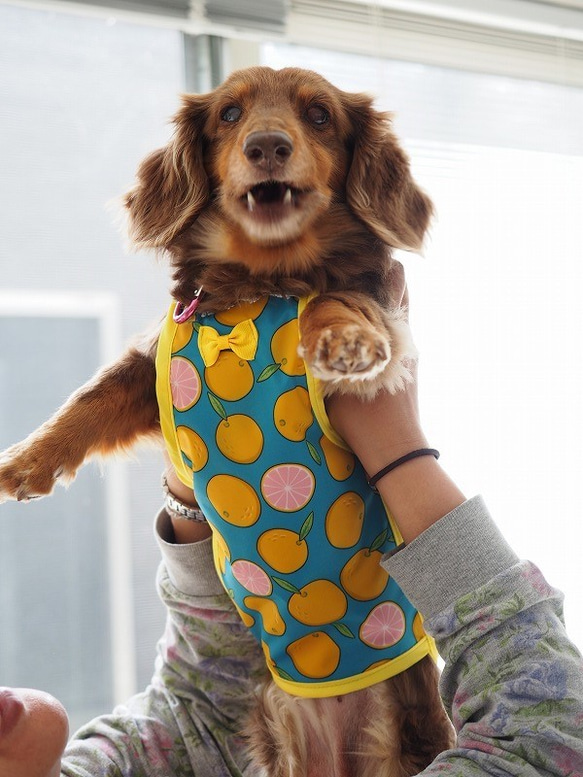 犬服　ダックスちゃんの昭和レトロなお散歩エプロン　グレープフルーツ　女の子用 1枚目の画像