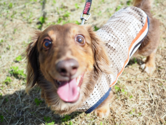 犬服　迷彩の涼し気なタンクトップ 9枚目の画像