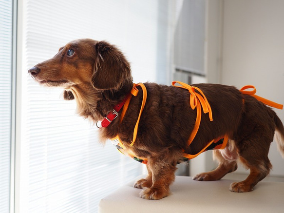 犬服　ダックスちゃんの昭和レトロなお散歩エプロン　オレンジ　女の子用 4枚目の画像