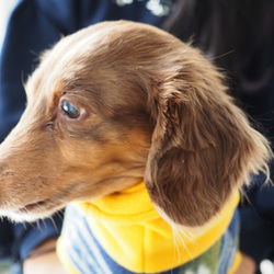 犬服　ダックスちゃんのツートンカラーのハイネックタンクトップ　イエロ×トライバル 2枚目の画像