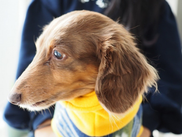 犬服　ダックスちゃんのツートンカラーのハイネックタンクトップ　イエロ×トライバル 2枚目の画像