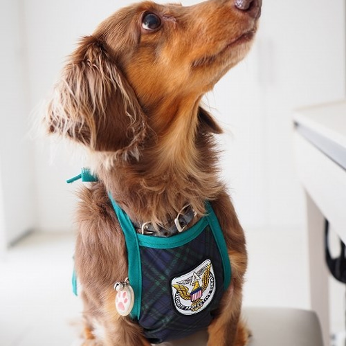 キャスキッドソン 犬柄 エプロン、ティタオルセット - メルカリ
