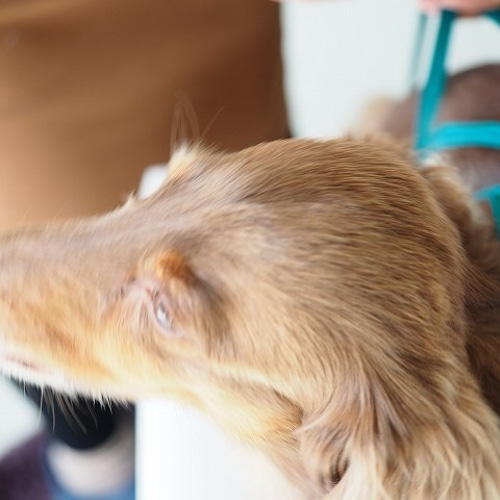 【新品未使用】キャスキッドソン エプロン ダックスフンド 犬 シーリハムテリア 楽天市場】送料無料 泥よけエプロン レインエプロン お散歩