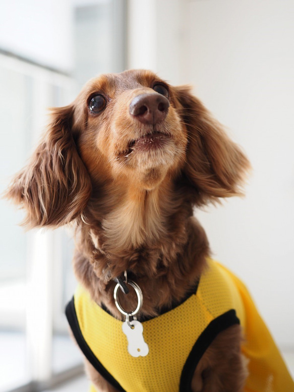 犬服　ダックスちゃんのスポーティメッシュなワンピース　イエロー 4枚目の画像