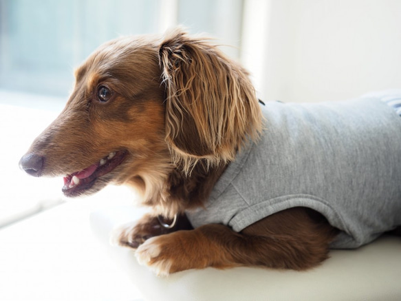 犬服　ダックスちゃんのストライプのワンピース　ブルーストライプ 6枚目の画像