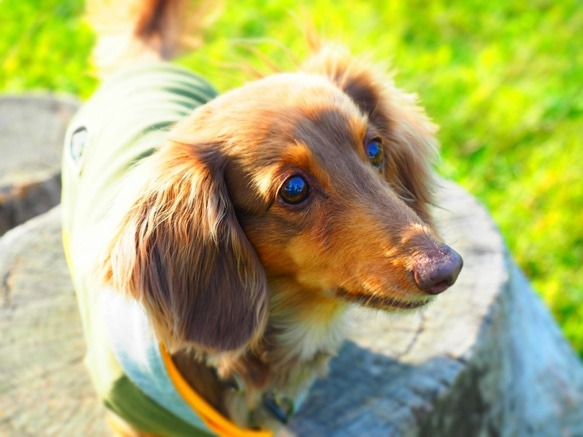 犬服　ダックスちゃんのフード付タンクトップ　カーキー×グレイ 7枚目の画像