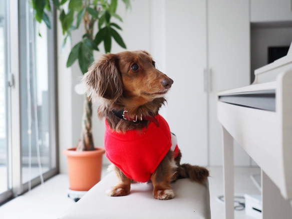 犬服　ダックスちゃんのおはなのタンクトップ　レッド×おはな 3枚目の画像