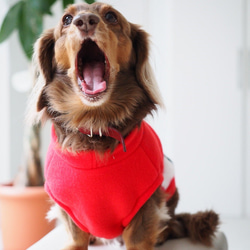 犬服　ダックスちゃんのおはなのタンクトップ　レッド×おはな 5枚目の画像