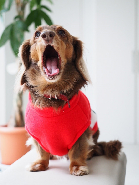 犬服　ダックスちゃんのおはなのタンクトップ　レッド×おはな 5枚目の画像