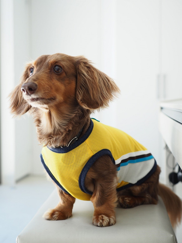 犬服 ダックスのスポーティメッシュなタンクトップ イエロー ペット服