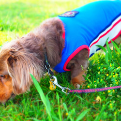 犬服　ダックスのスポーティメッシュなタンクトップ　ブルー 4枚目の画像