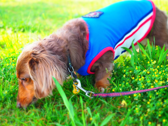 犬服　ダックスのスポーティメッシュなタンクトップ　ブルー 4枚目の画像