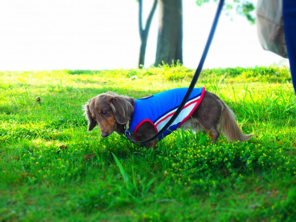 犬服　ダックスのスポーティメッシュなタンクトップ　ブルー 6枚目の画像