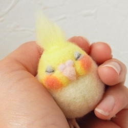 福福瞌睡手持長尾小鸚鵡（玄鳳鸚鵡、白）可訂購顏色 第1張的照片