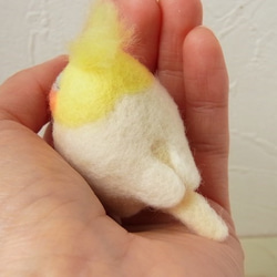 福福瞌睡手持長尾小鸚鵡（玄鳳鸚鵡、白）可訂購顏色 第4張的照片