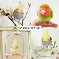 福福瞌睡手持長尾小鸚鵡（玄鳳鸚鵡、白）可訂購顏色 第5張的照片