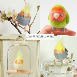 Hitomi Ururun 手騎鸚鵡 (Barred Parakeet Blue) 可訂購顏色 第6張的照片