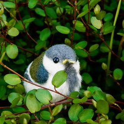 おうちに連れてって♪ふわっふわ赤ちゃんシジュウカラ 8枚目の画像