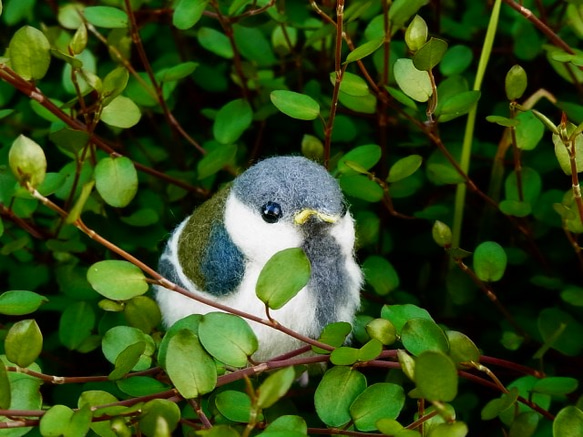 おうちに連れてって♪ふわっふわ赤ちゃんシジュウカラ 8枚目の画像