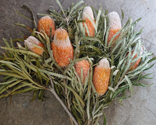 ドライフラワー❇️バンクシア❣️ ドライフラワー］バンクシア メンジェイシー商品ページ - 土と風の植物園