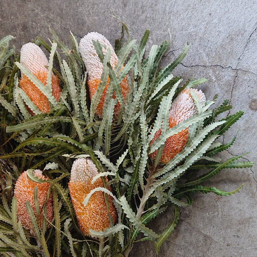 ドライフラワー バンクシア プリオノート 7本セット その他素材 uni