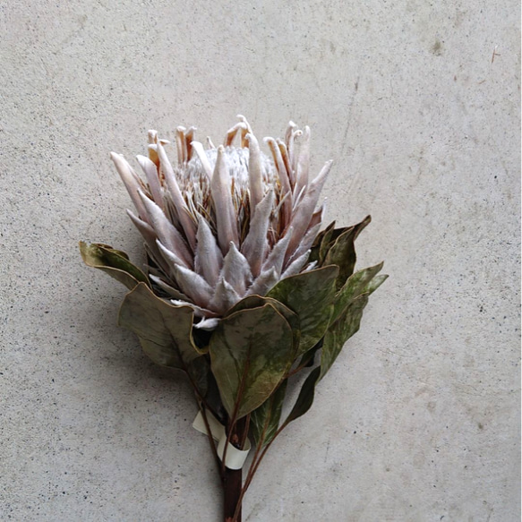 プロテアキングホワイト 1フラワー ドライフラワー プロテア キング