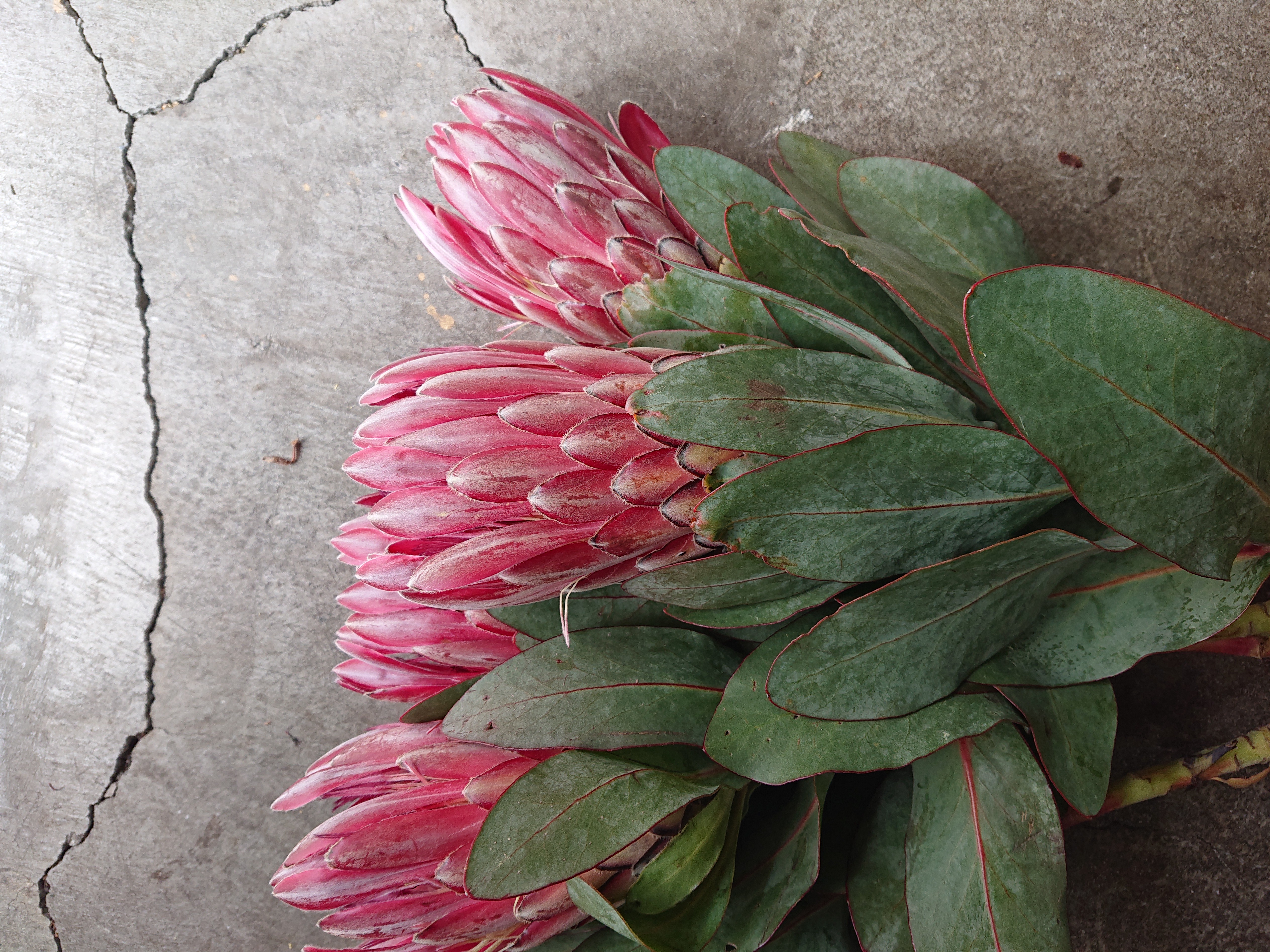 ドライフラワー❇️プロテア シャロン❣️ ドライフラワー プロテア シャロン 5本セット その他素材 uni 通販