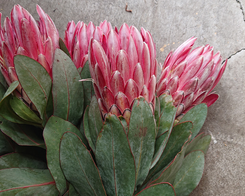 ドライフラワー❇️プロテア シャロン❣️ 1_474ad8bf5309c181a69782533e9c