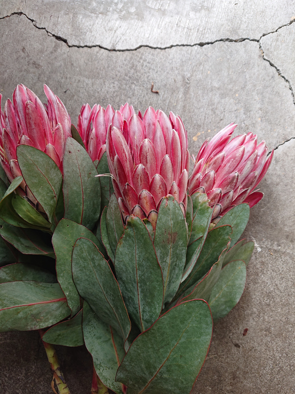 ドライフラワー❇️プロテア シャロン❣️ ドライフラワー プロテア シャロン 5本セット その他素材 uni 通販