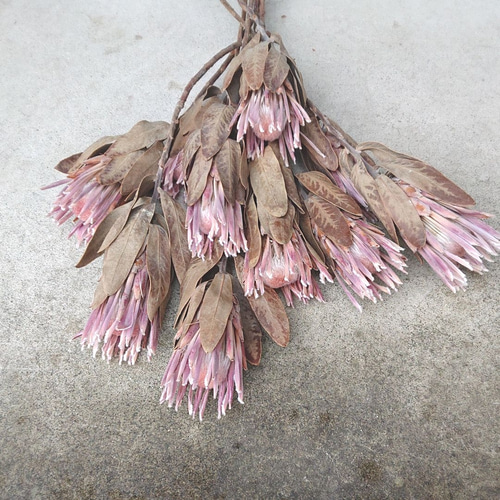 ドライフラワー プロテア シャロン 5本セット その他素材 uni 通販