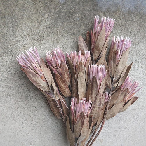 ドライフラワー プロテア シャロン 5本セット その他素材 uni 通販