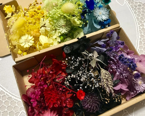 チーゼルフラワー入り6色2Box＊ハーバリウム花材ドライフラワー 花材