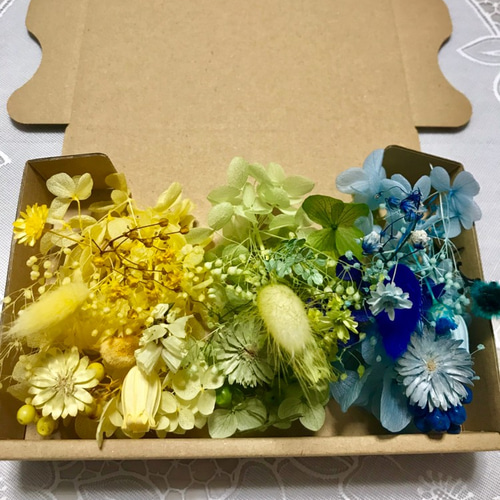 チーゼルフラワー入り6色2Box＊ハーバリウム花材ドライフラワー 花材