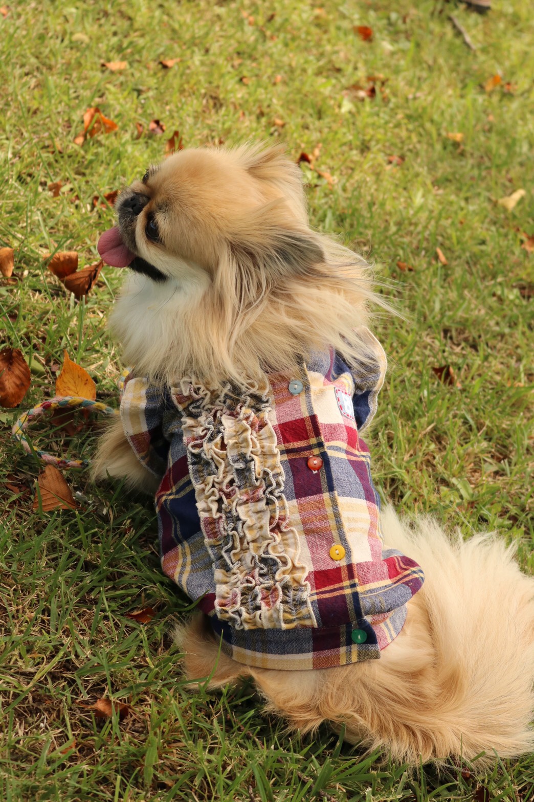 チェックフリルブラウス XSサイズ-Lサイズ