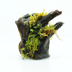流木盆栽 コツボゴケが流れる 苔の立体テラリウム 1枚目の画像