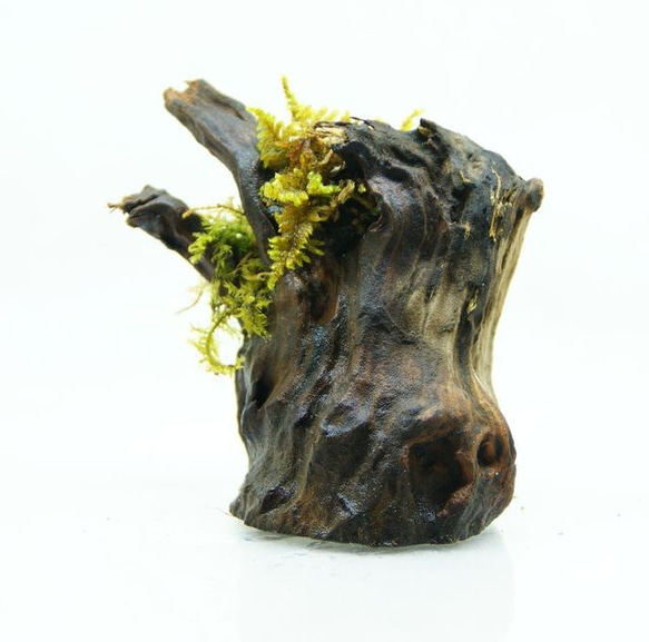 流木盆栽 コツボゴケが流れる 苔の立体テラリウム 2枚目の画像